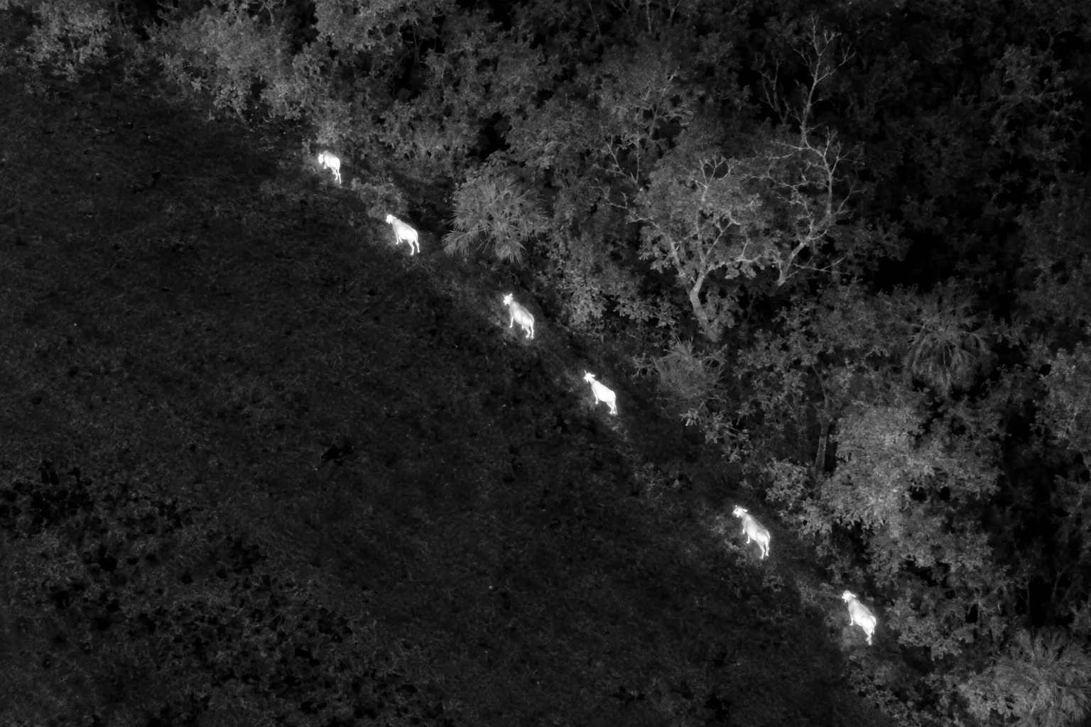 Thermal drone view of animal heat signatures moving along a treeline at night